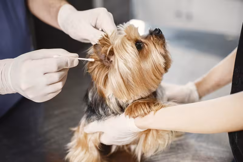 Preparing for a Smooth Ear Wax Support Visit in St Albans: An ear care appointment Ear care for Preparing for a Smooth Ear Wax Support Visit in St Albans - Contact Patient Support in St Albans: Private Micro...